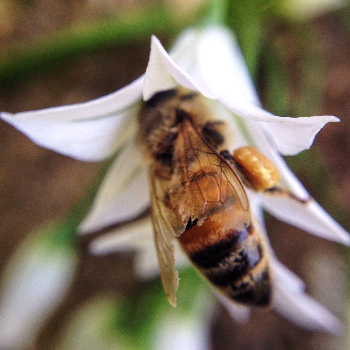Been a really busy day.... 🐝💤 #savethebees #bees #honeybees #manuka #manukahoney #purenewzealand #naturalfood #naturephotography #insects