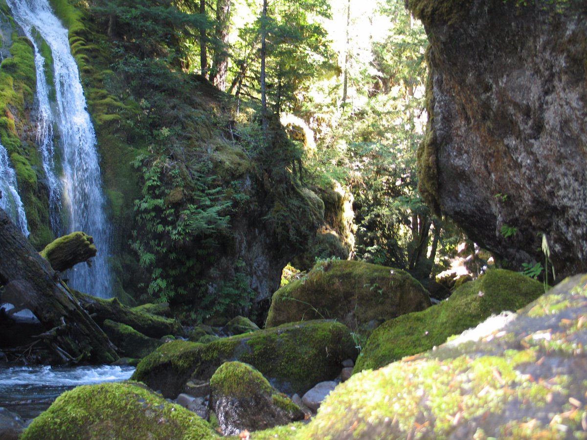 willametteNF's tweet photo. Are you loving the atmossphere of the Willamette National Forest? #punny  #SundayFunday #oregongreen https://t.co/SfSg5LNWKN