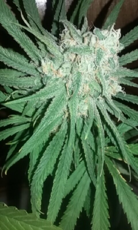 cannabakebox's tweet photo. Cannasentic supplies sent to your door monthly! #smokeshopinabox #cannabakebox meets your #smokingneeds #nojunk
https://t.co/roc5A7cY1Z https://t.co/QLDJG641Su