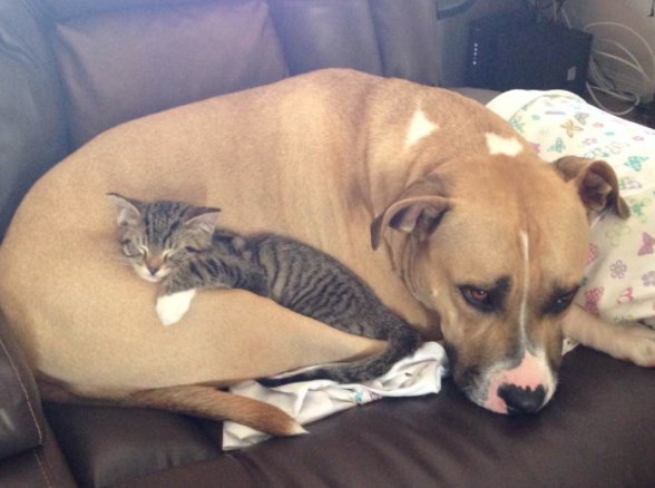 SertaMattresses's tweet photo. There is still time to enter our #SertaPets Pet Bed Sweepstakes! Use #SertaPets #Entry 

NO PUR. REQ’D. 18+, 50 US/DC ends 11/1. https://t.co/iEDrzlB1HF