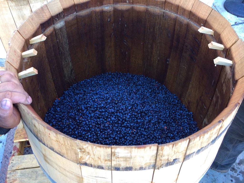 2016 Viking #Cabernet grapes going into Seguin Moreau barrels for fermentation #Adelaida #SeguinMoreau #winemaking #fermentation