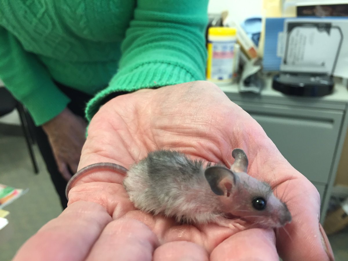 lynne515's tweet photo. @officeDogIMT new BFFs #mouserescue #DaniDeLeMouse https://t.co/3WRfMR5fhy