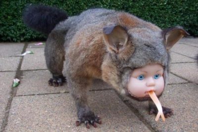 OutdoorUpdates's tweet photo. These Spooky Taxidermy Jobs are Perfect for Halloween https://t.co/I2hOv25i1t https://t.co/0zTGK6m7Ps
