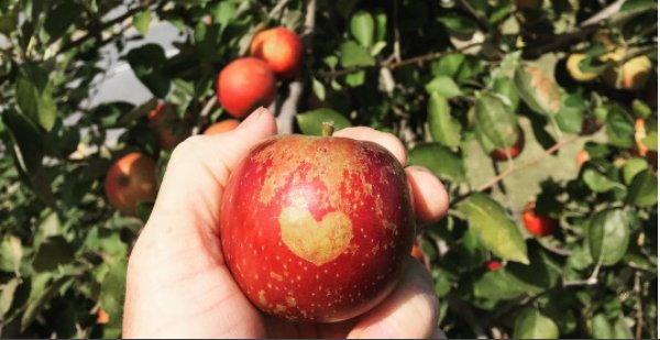 #HardCider tastings at <a href="/WindyHillCider/">Windy Hill Orchard</a> every Sat/Sun this fall with delicious cider produced here in the #Carolinas