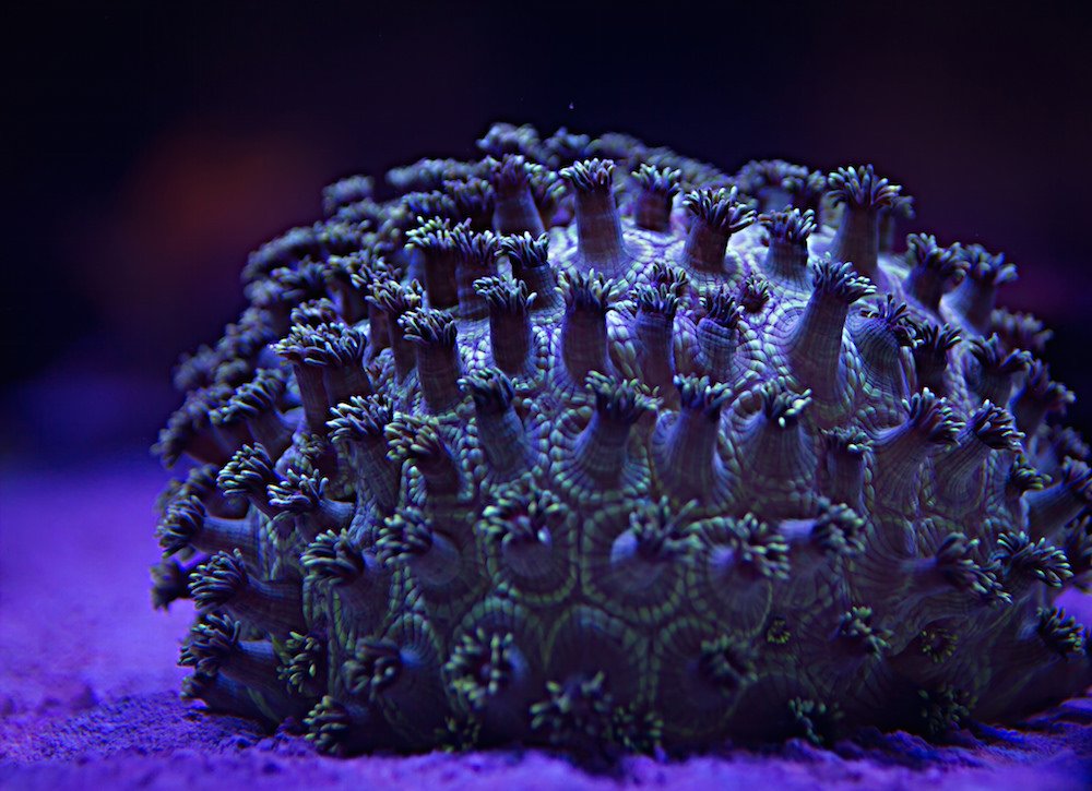 Photoshop's tweet image. Crazy-colored coral to kick off your weekend. Time-lapse here: bit.ly/2d84owm