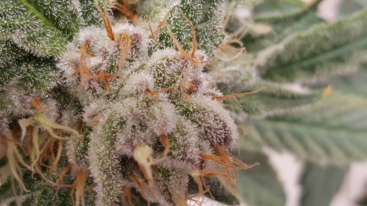 PyramidPensUSA's tweet photo. Loving what our amazing grow is pumping out.  #LoudLabs #Lit #Vape #Terps #StayBlazed #PyramidPens #CO2 #Colorado #NoFilter #GoodVibes https://t.co/vTkahOpbxV