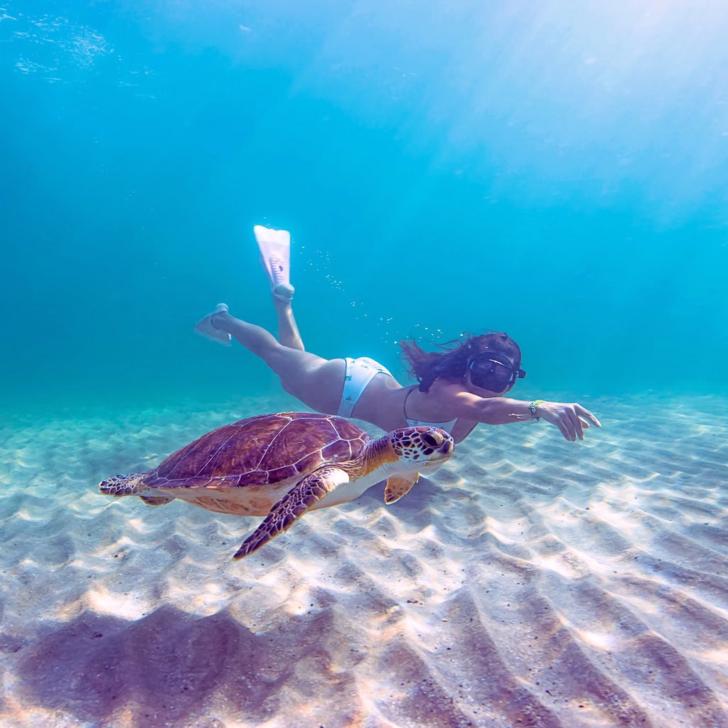 ZeroEye's tweet photo. If you're following us you probably love sea turtles.💙🐢
Why do you think they're special?
#seaturtles #honu https://t.co/65lkwabTEh