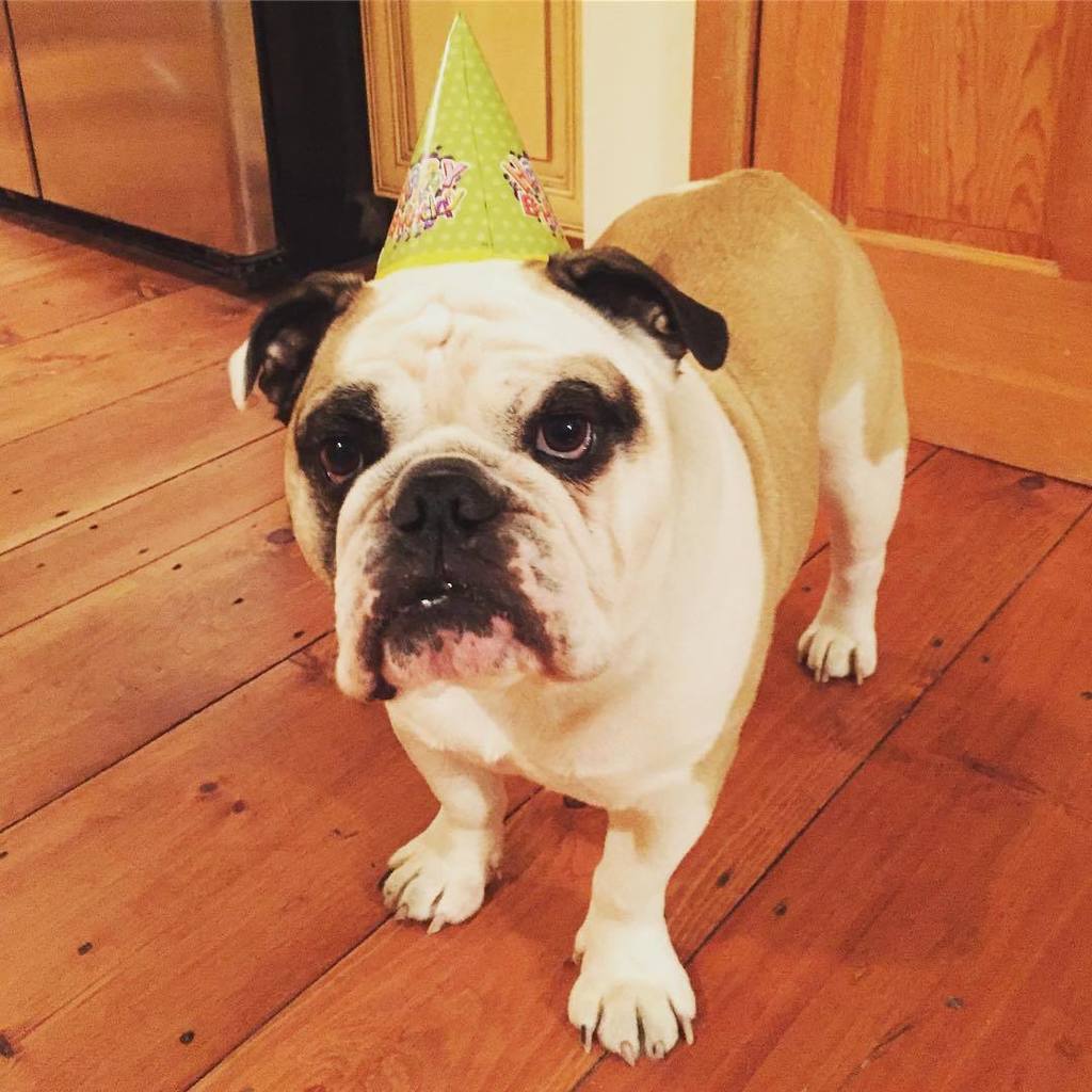SmotheringRugby's tweet photo. Why? Whhhhyyyyyyy? #dumbhat #annoyed https://t.co/nCwS24Tl6t https://t.co/pLXNRYX3Ze