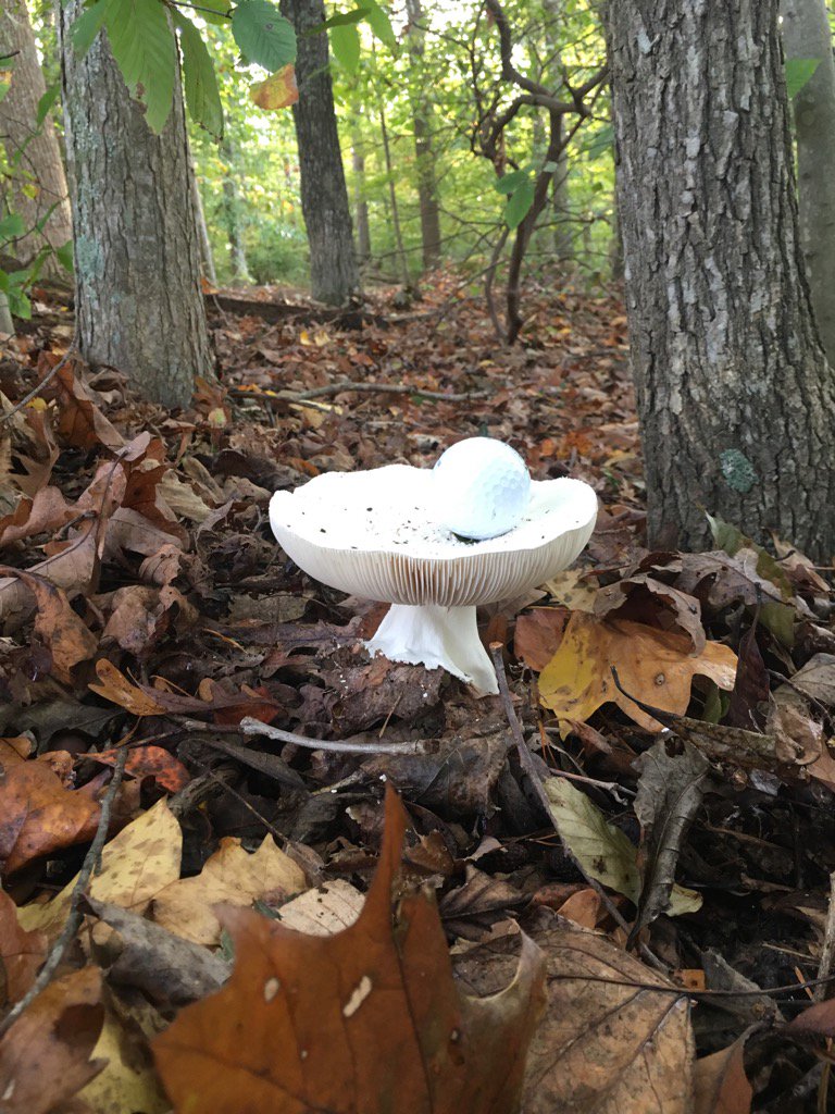 justwarrenprice's tweet photo. An "unbelievable" lie #totalgolfmove #walkinthewoods https://t.co/9ijxXYeK8N