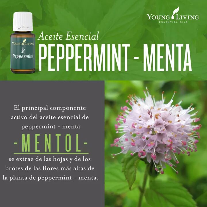 aroma_store's tweet photo. #AceiteEsencial Peppermint 
#Aromaterapia #YoungLivingColombiaDFL
#DropsForLifeTeam #YLlifestyle https://t.co/kWYAOum8xC