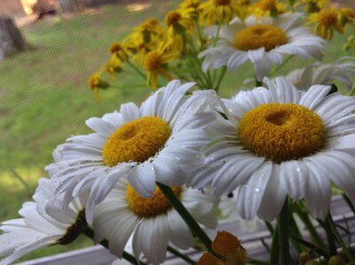 desimoodboard's tweet photo. •moodboard•aesthetic•daisies• https://t.co/vmgYv7Eqq4
