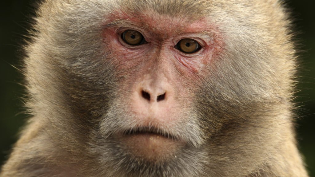 CrohnsC1's tweet photo. A drug used to treat #Crohns disease could suppress HIV, monkey study suggests https://t.co/IawbWeDrdf https://t.co/7M2iUuIjzV
