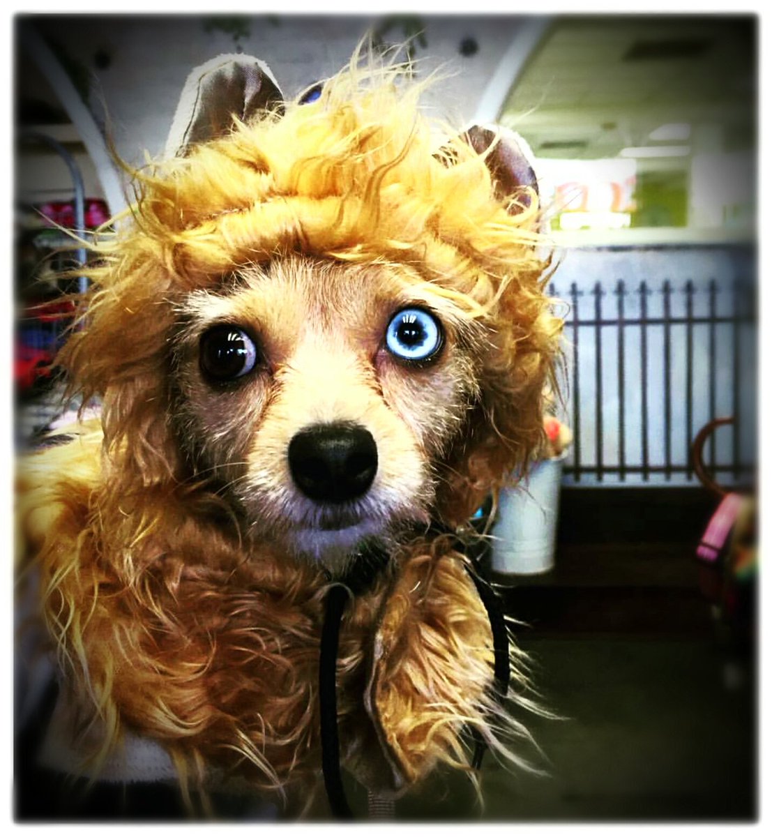 chateaumarmutt's tweet photo. "Life shrinks or expands in proportion to one's courage."  #HaveTheHeartOfALion!
 #Dog #Dogs #DogLovers #Inspiration #Motivation https://t.co/l27iFP8vIa