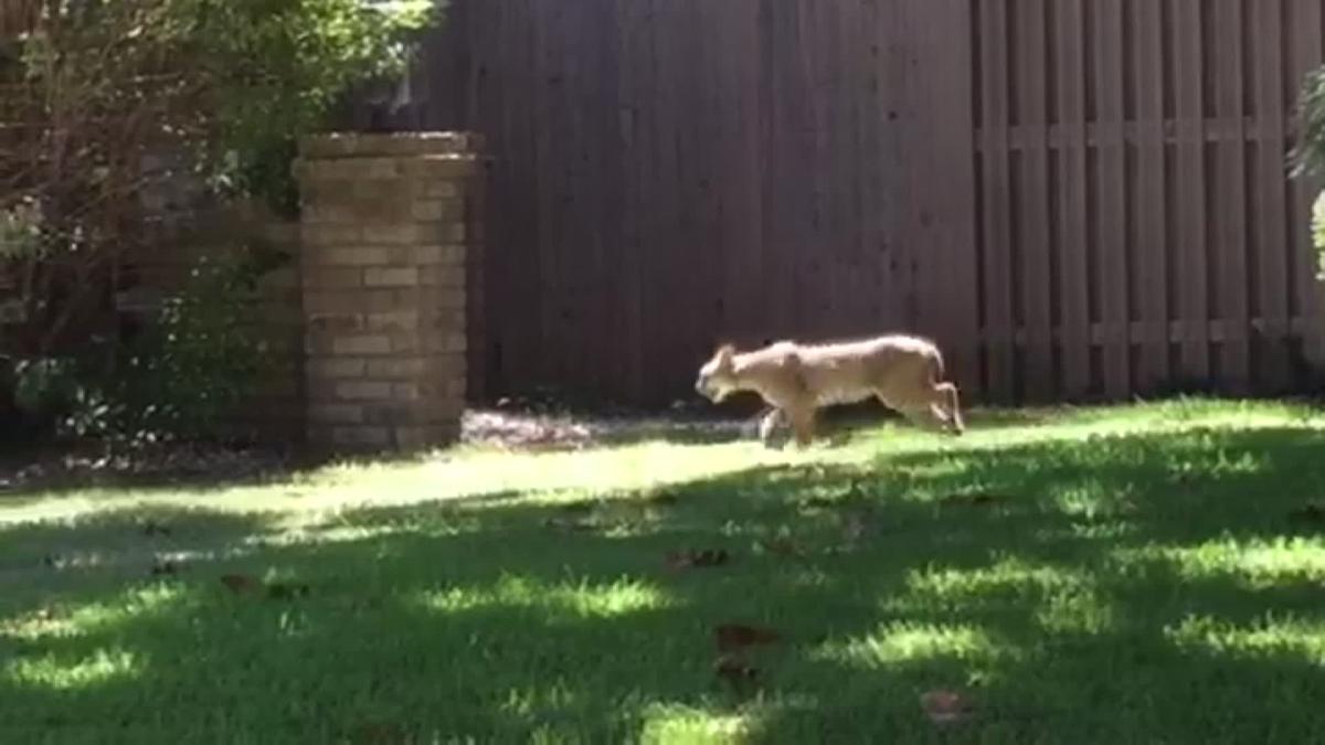 NBCDFW's tweet photo. A Plano man says he had to fight off a bobcat while he was walking his dog. https://t.co/e8FPIX0WKR https://t.co/cLGQXt4pfr