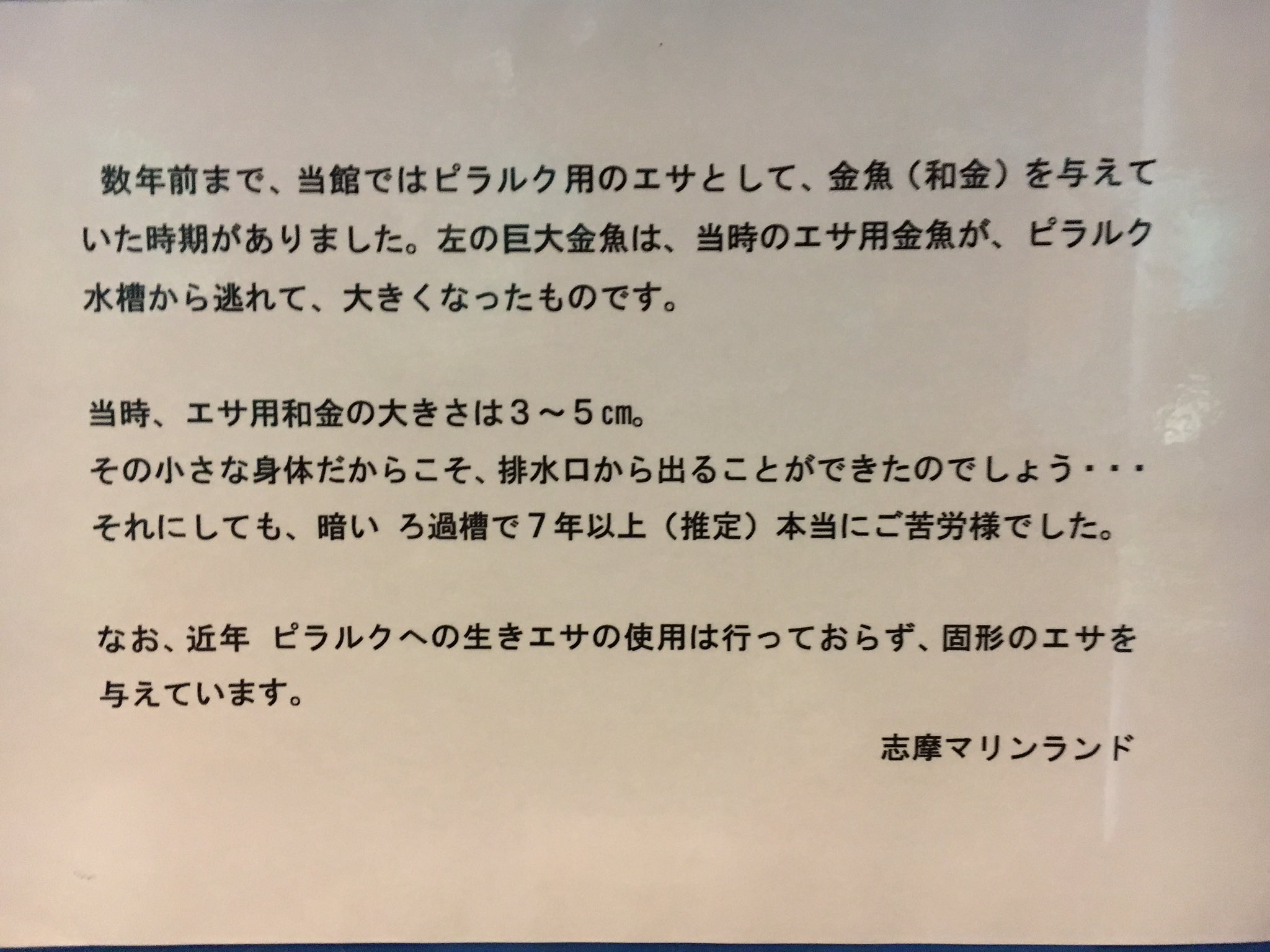 くずのもくず Comic真激2月号掲載 志摩マリンランドにいる巨大な金魚 なんでもピラルク用のエサとして水槽に放たれたが排水溝から逃亡 薄暗いろ過槽の中で7年間生き延び 結果巨大になったらしい 多分からだ鍛えまくってたんだろうな 近年生きエサは