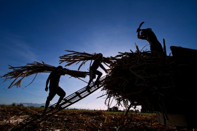 ChildLaborCLC's tweet image. Harvesting sugarcane is one of the nastiest jobs in the world; yet, #childlabor helps produce it in 17 countries #NotSoSweet