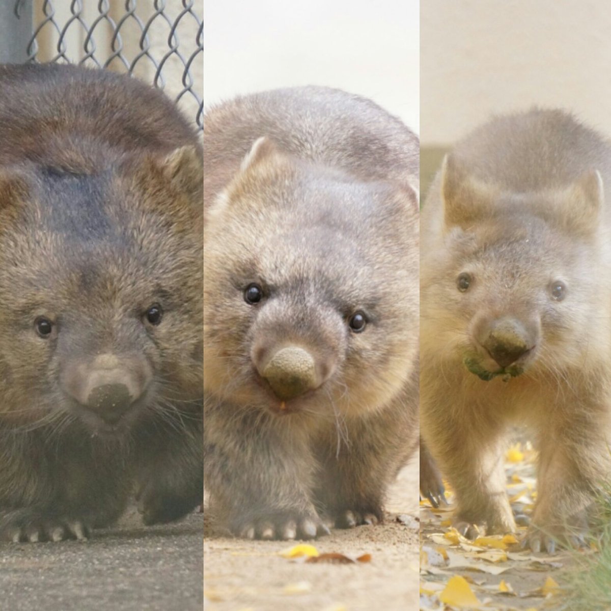 ট ইট র ふーのん Wombat Cafe 今日は世界ウォンバットの日 10 22 世界中のウォンバットが幸せに暮らせますように 大阪府五月山動物園の 左から フク ワイン ワンダー 長野県茶臼山動物のスミレ モモコ 左 愛知県東山動植物園のウォレス 右