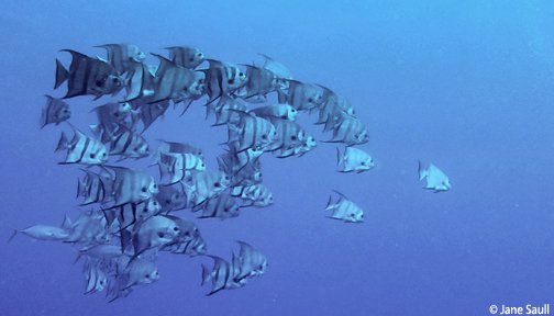 OurOcean's tweet photo. Have a fin-tastic weekend!!! https://t.co/b2mesj8pIb