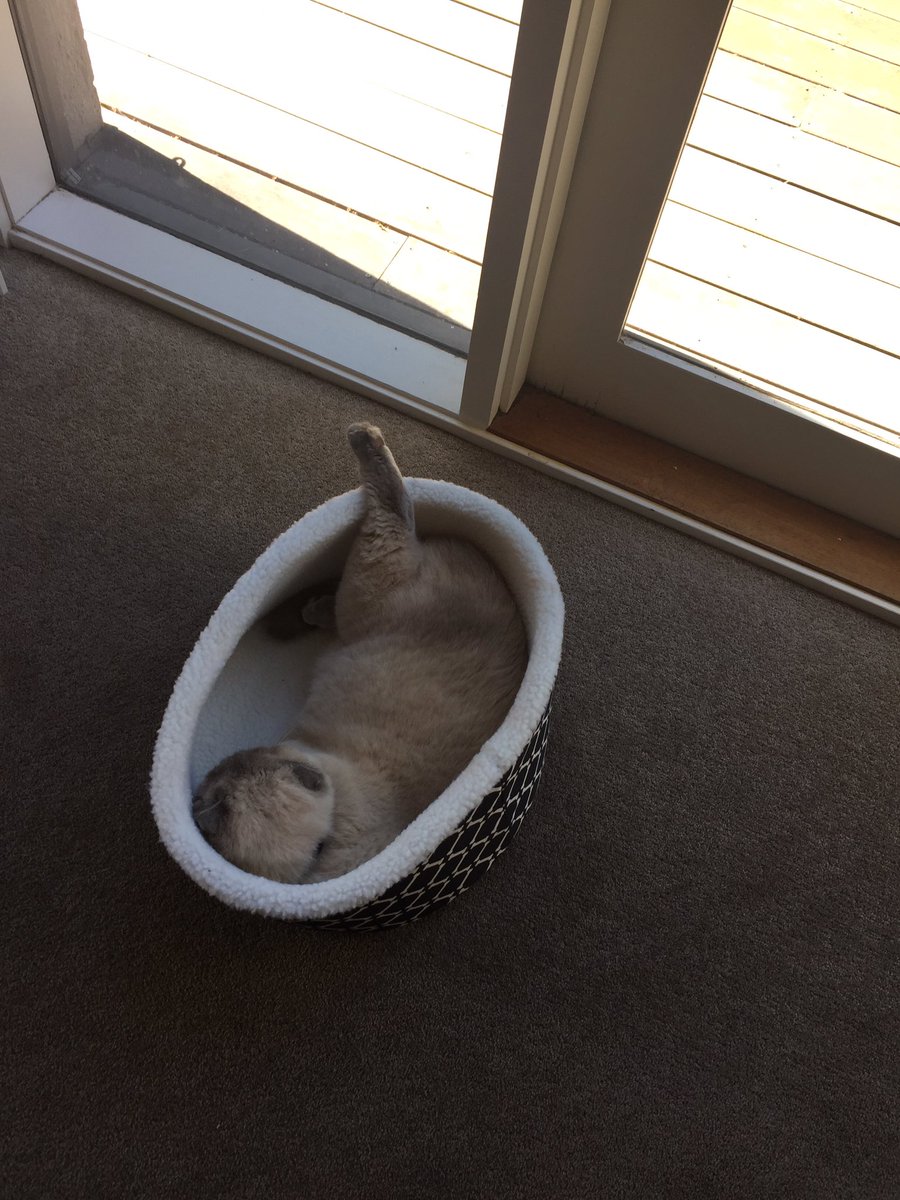 Murphy_yolo's tweet photo. Lounging around! 😺 #cat #Murphy #yolo #kitten #cutecat https://t.co/NrmYoTI2iz