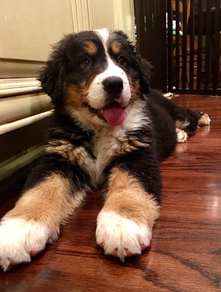 DakotaTheBerner's tweet image. “Dogs are not our whole life, but they make our lives whole.” #dogs #puppy #berner #bmd #bernesemountaindog