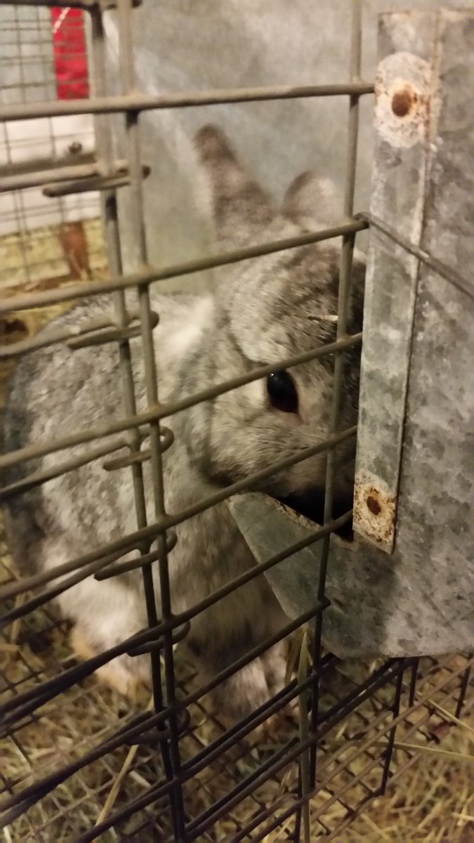 dawnbvaughan's tweet photo. All hail the #RabbitBarn at the @NCStateFair. https://t.co/8tMXyTK4q6
