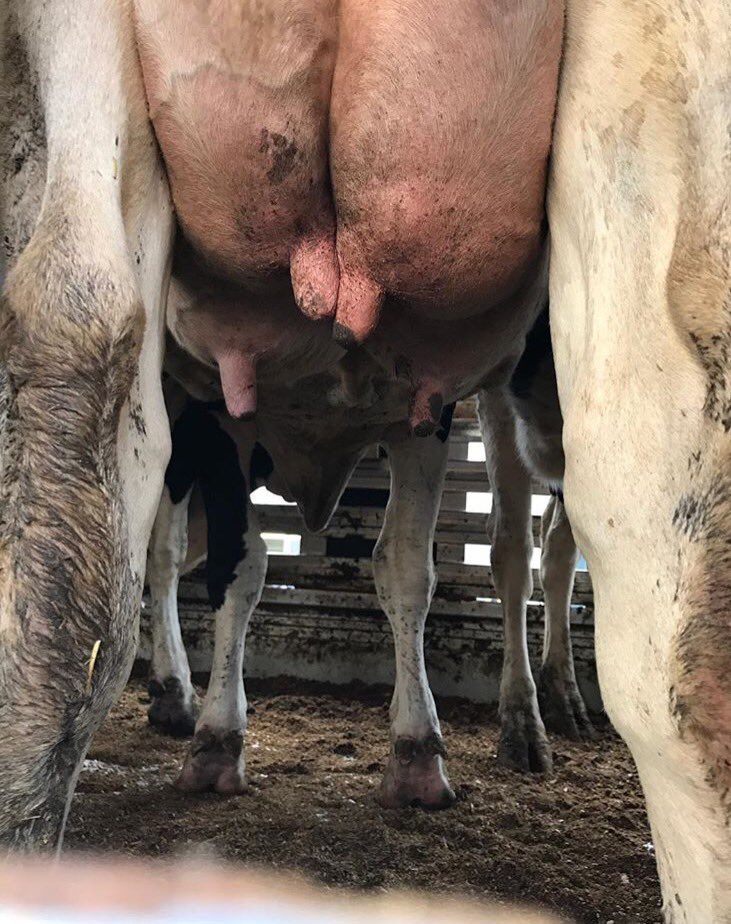 TorontoPigSave's tweet photo. Mother's milk 

💔🐄💔 

#vegan https://t.co/ntCdsj6gq3