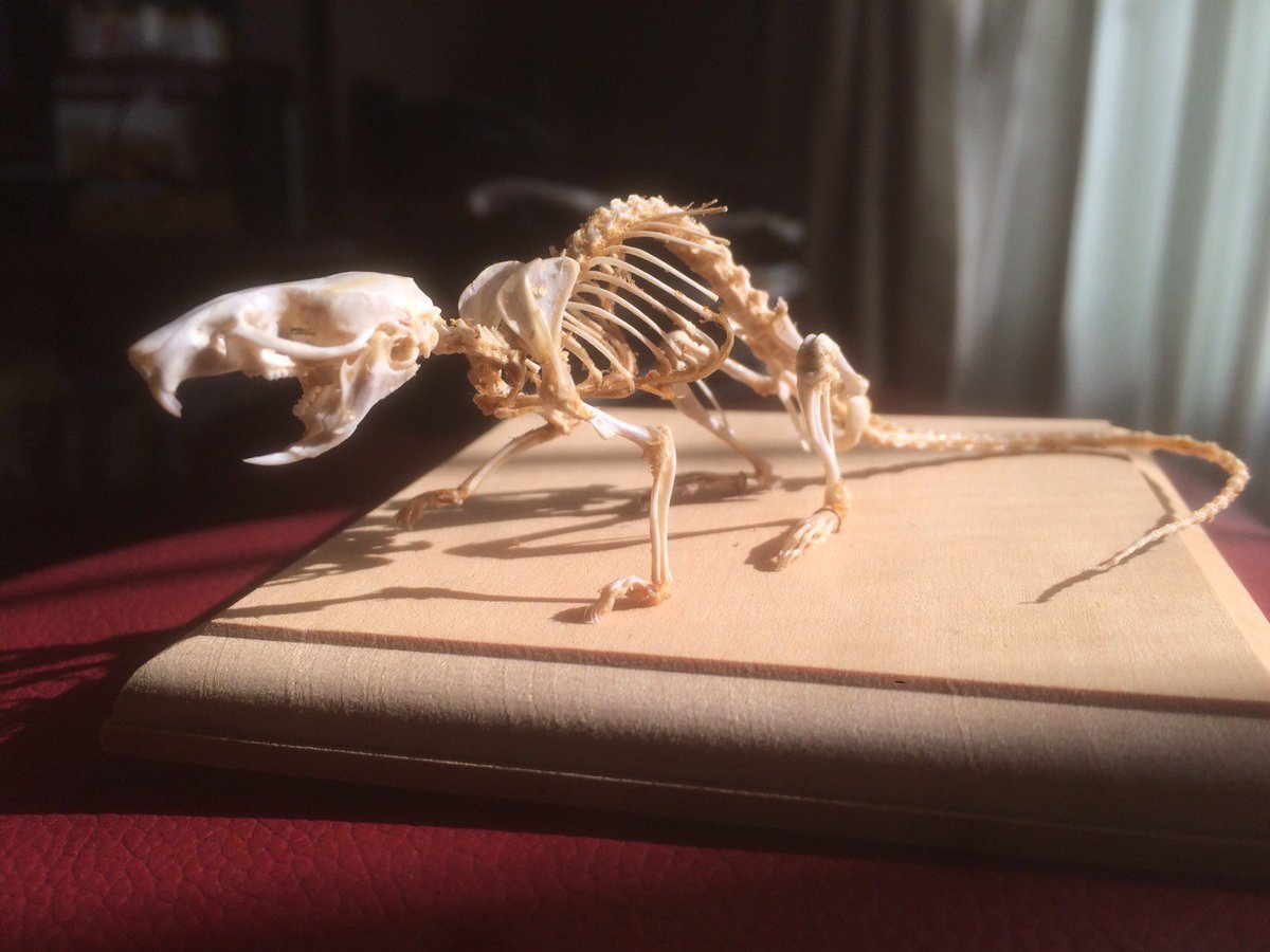 早稲田大学 生物同好会 今年の早稲田祭では骨格標本も展示します 骨は動物 の体を支え 臓器を保護している縁の下の力持ち的存在ですが 骨自体も非常に美しいんです それぞれの生態に最適化された造形美を是非お楽しみください 骨格標本 かっこいい 早稲田大学 生物同好会 今年の早稲田祭では骨格標本も展示します 骨は動物 の体を支え 臓器を保護している縁の下の力持ち的存在ですが 骨自体も非常に美しいんです それぞれの生態に最適化された造形美を是非お楽しみください 骨格標本 かっこいい