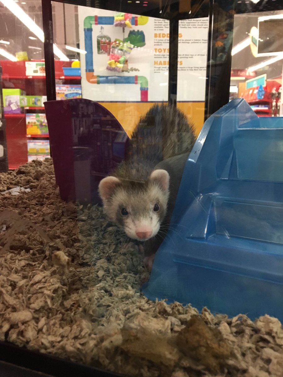 callie980's tweet photo. 61/100 petco adventures #100daysofhappiness https://t.co/hSPTDSTo4T