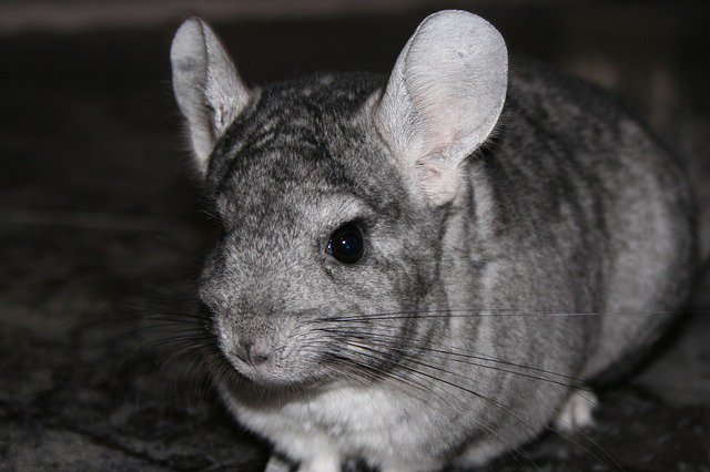 PETAShares's tweet photo. Their fur belongs to THEM. https://t.co/dnRxr0WyRU