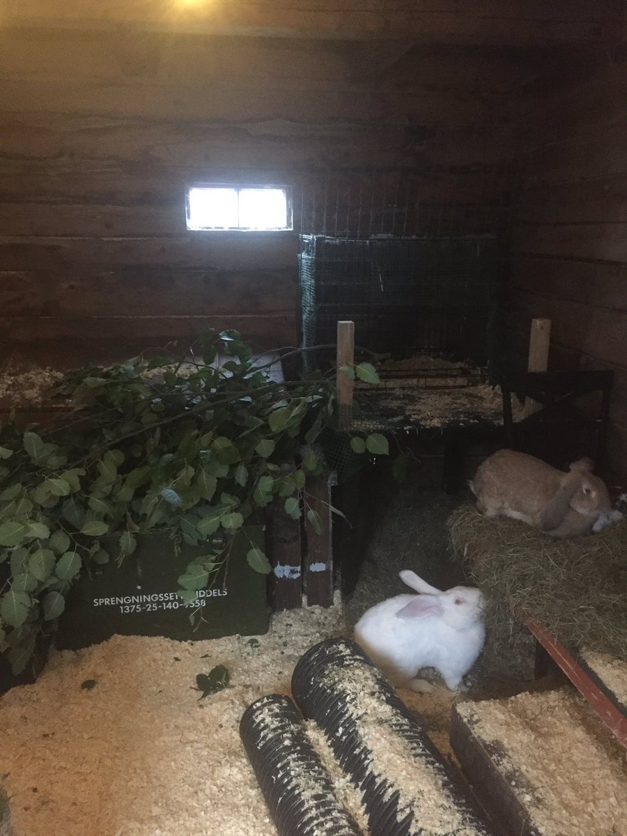 MarteAnne's tweet photo. #pets #home #bunny #animals https://t.co/WkiVuy29oE