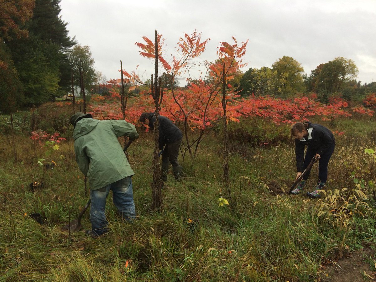 NigelERaine's tweet photo. Great day planting #ONpollinator-friendly trees &amp; shrubs @Howefamilyfarms for our  @OntarioSoilCrop #GLASI project @Squash_Bee @UofGuelphOAC https://t.co/2C7InpbtMq