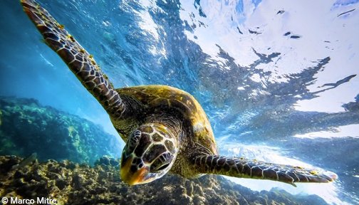 OurOcean's tweet photo. A splendid blog for #ReptileAwarenessDay that celebrates our favorite marine reptiles – sea turtles! https://t.co/7LWOW7k5TD https://t.co/Uzg5NcaY08