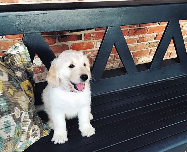 TriDeltaLSU's tweet image. Love seeing everyone at our @StJude soirée!! Come visit Essie 💘