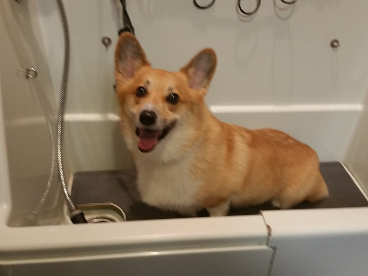 StumpersCorgi's tweet photo. Before the water starts... #bathtime https://t.co/RVJBHotWly
