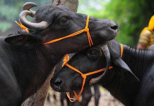 timesofindia's tweet photo. Nagged to sell his favourite buffalo, man shoots at wife https://t.co/ju587ZfSTu via @TOILucknow https://t.co/bz9wkuLxtd