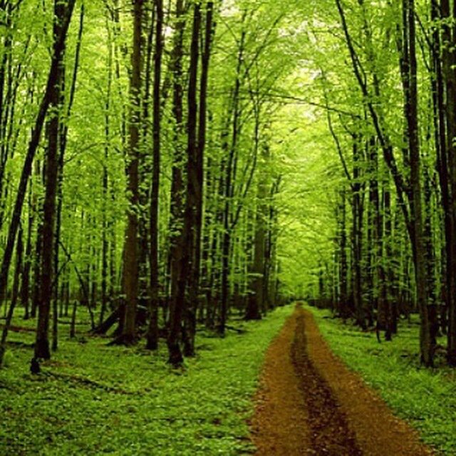 gopoetree's tweet photo. Poetree #LetYourWordsTakeRoot A fun social poetry competition app #poetry #peace #love #art https://t.co/077BdYHvA8 https://t.co/S4myXBAX1Y