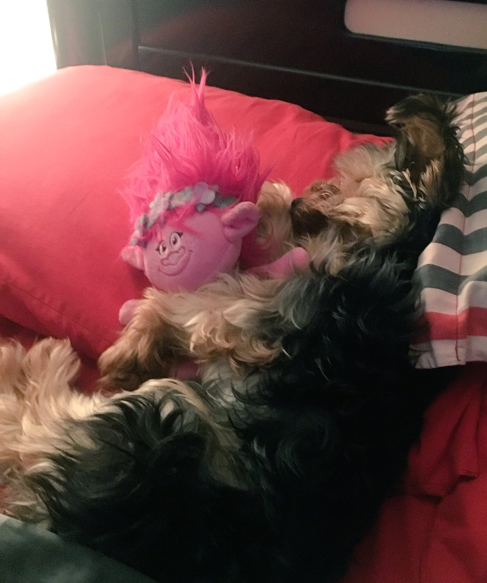 GZG03's tweet photo. Hannah también es #Belifan @belindapop 🐾🐶 #poppy #belinda #Trolls #trollsmx https://t.co/NlpzPt90sM