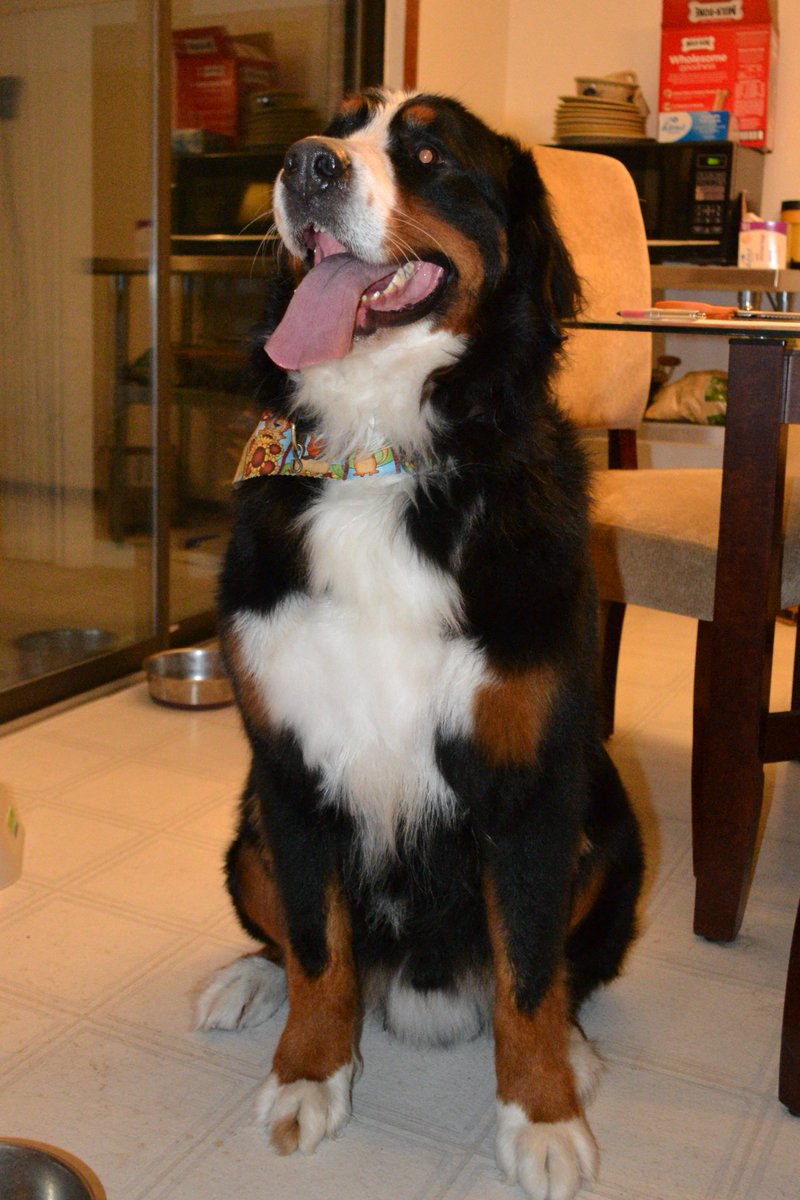 MuttNFancy's tweet image. Bubba the #bernesemountaindog getting #groomed @MuttNFancy 
Chillin