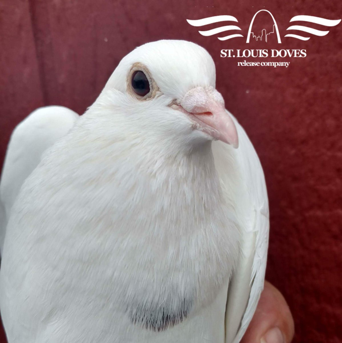 stldoves's tweet photo. #DoveRelease #OfficerBlakeSnyder #WhiteDoves #FuneralDoveRelease https://t.co/biu73GAU7U