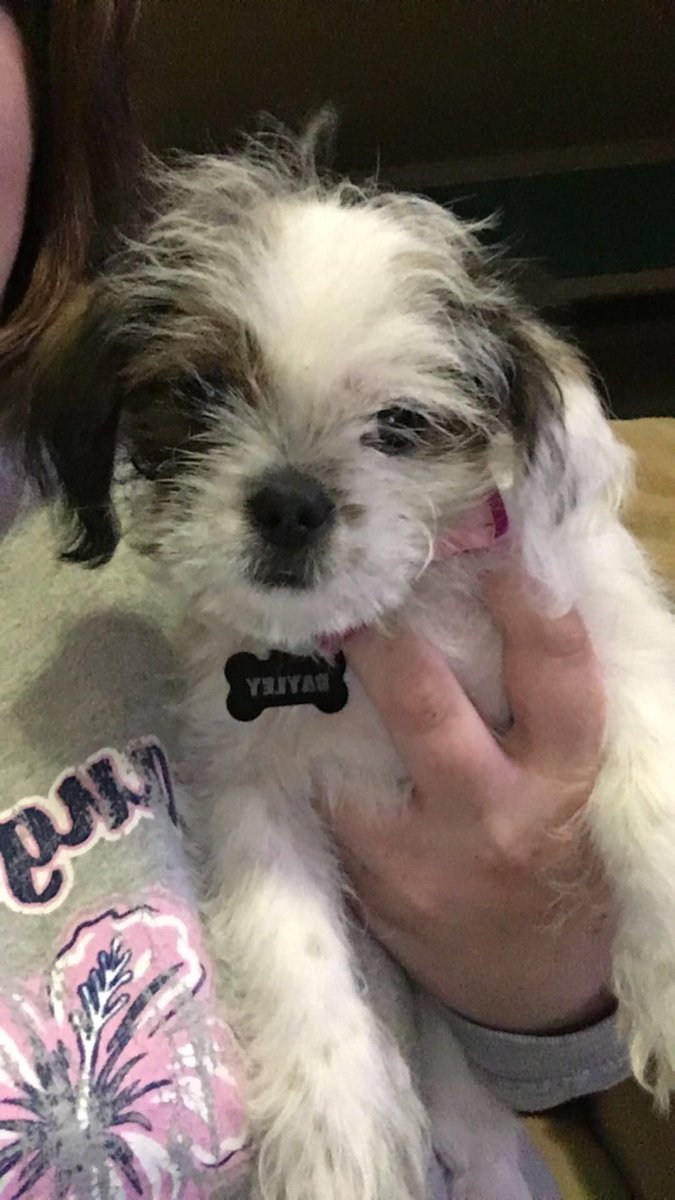 Sheana14's tweet photo. @itsBayleyWWE Bayley meet Bayley🐶 https://t.co/21Ydf7cFkG