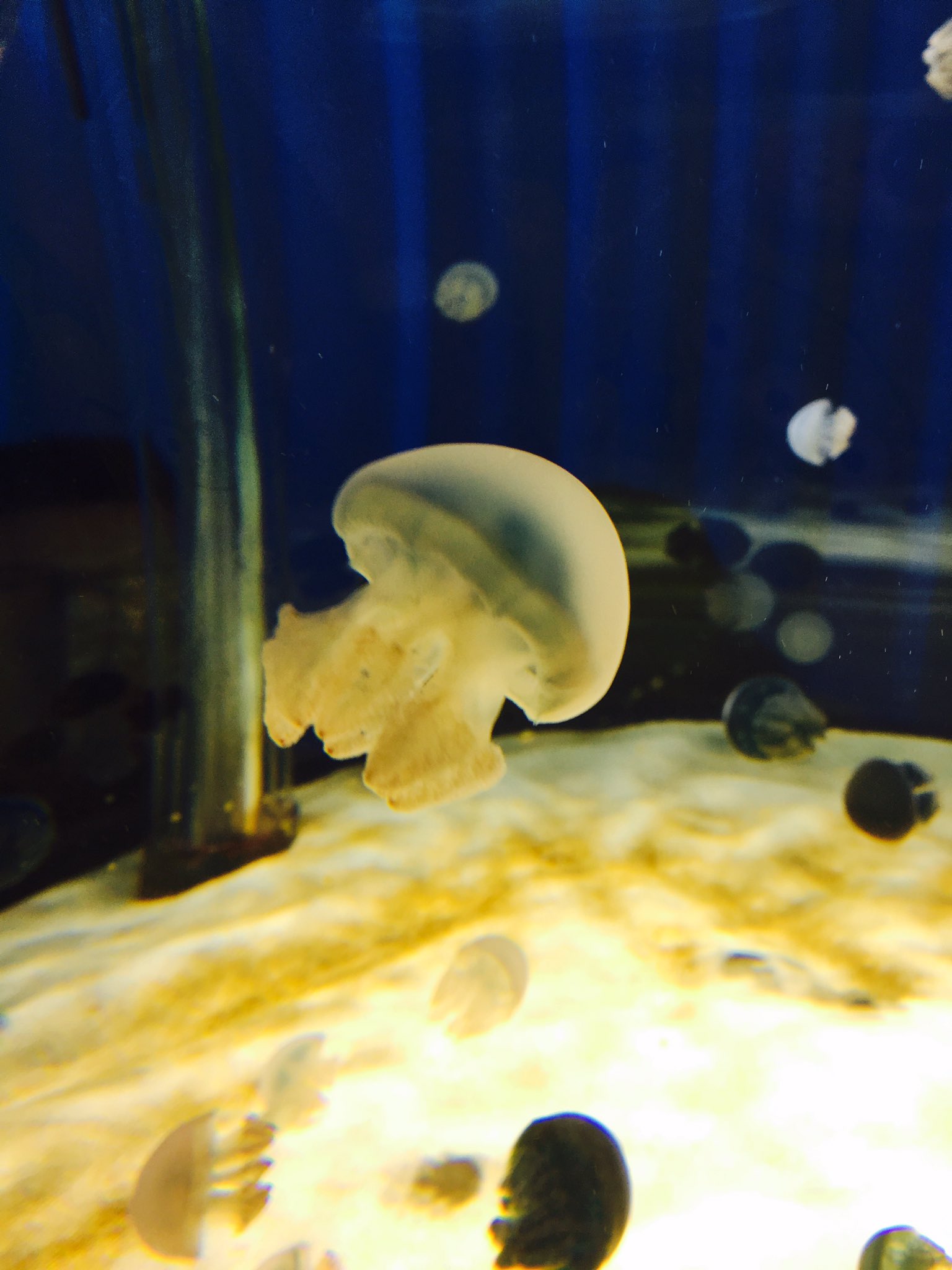 Miyutake 吹田のニフレルへ にふれるってことでニフレル 水族館プロデュースやから 魚 だけかと思いきやホワイトタイガーとか 世界一デカイ鶏とか 猿とか笑 んで そこらの動物園より動くよ このトラ ニフレル ホワイトタイガー T Co