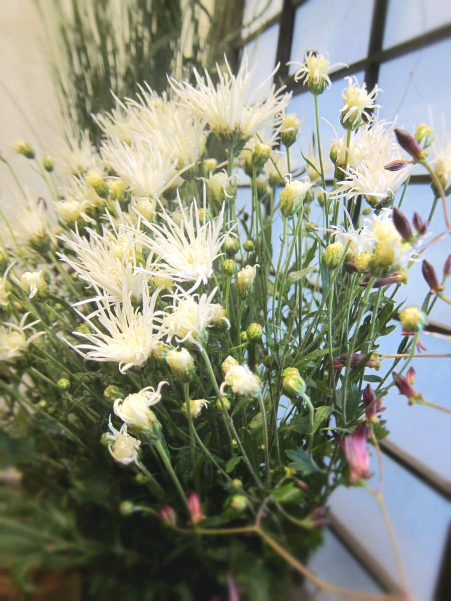 野の花 司 茶房 野の花 今日はちょっと曇り空ですが 気候も良くお茶会が多く開かれる季節です 写真は白の嵯峨菊 黄色もございます 年々入手が難しくなっていますが お茶花としても人気のお花です サガギク 茶花 嵯峨菊