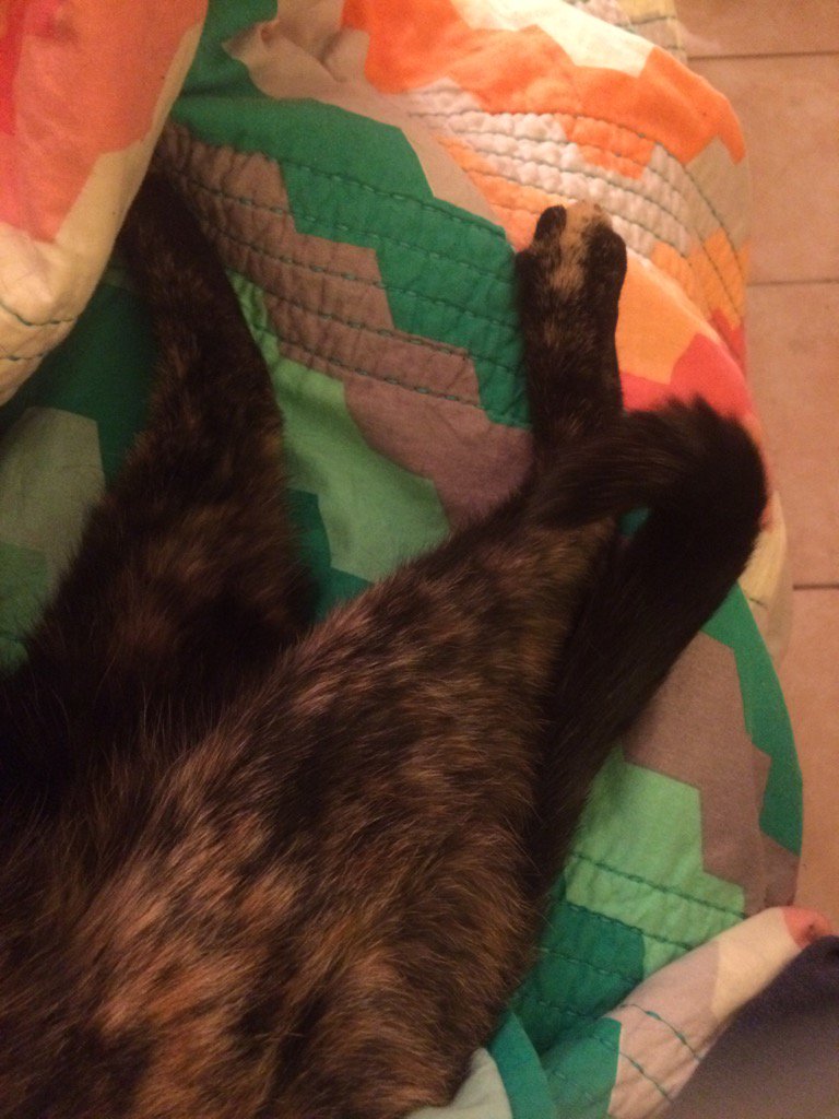 BasedGelfling's tweet photo. I love Bow's orange toe. @catpr0n https://t.co/NOKqB05RDf
