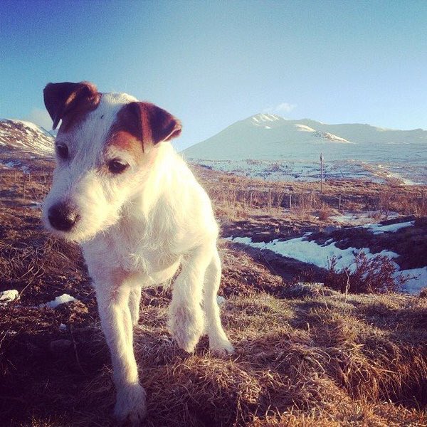 janodo36's tweet image. I'm tweeting for @Missing_Jeff 🐾🐾🐾🐾🐾🐾🐾🐾🐾🐾

Stolen #Edinburgh 
Could be anywhere.

Hope he gets home soon.
🐾🐾🐾🐾🐾🐾🐾🐾🐾🐾🐾🐾