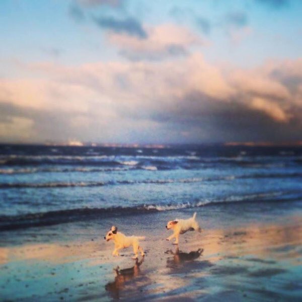 janodo36's tweet image. I'm tweeting for @Missing_Jeff 🐾🐾🐾🐾🐾🐾🐾🐾🐾🐾

Stolen #Edinburgh 
Could be anywhere.

Hope he gets home soon.
🐾🐾🐾🐾🐾🐾🐾🐾🐾🐾🐾🐾