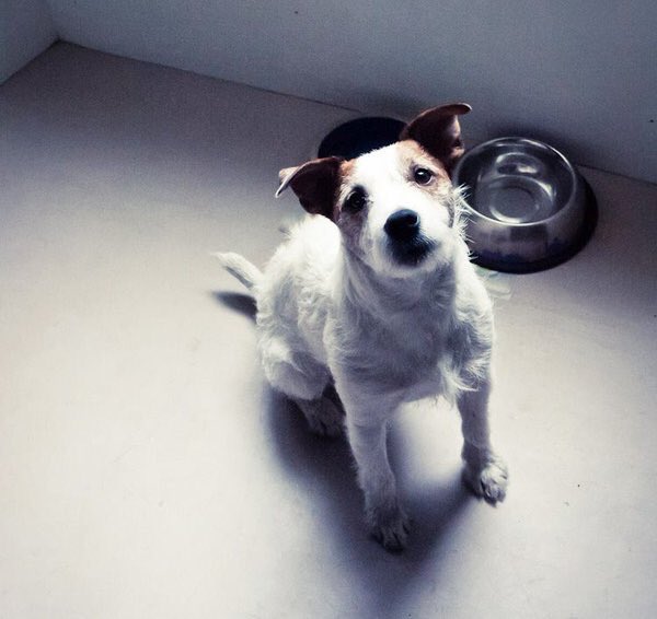 janodo36's tweet image. I'm tweeting for @Missing_Jeff 🐾🐾🐾🐾🐾🐾🐾🐾🐾🐾

Stolen #Edinburgh 
Could be anywhere.

Hope he gets home soon.
🐾🐾🐾🐾🐾🐾🐾🐾🐾🐾🐾🐾