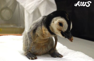 アドベンチャーワールド 公式 エンペラーペンギンの赤ちゃんは今日も元気いっぱい 保育器から出すと食事の時間だと気づき 頭を上下に振って鳴き出します 10月22日 7日齢 の体重 2g 誕生時 290g