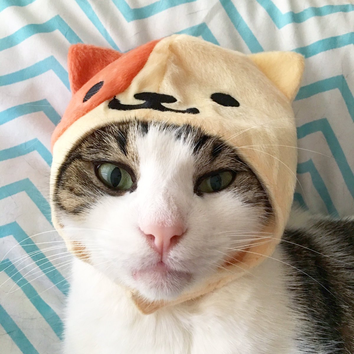 baxter_chibi's tweet photo. When your humans go to Japan and all they got you was a hat, that makes you look like another cat. #nekoatsume #catsofinstagram #baxterface https://t.co/CvRlZNi9sk