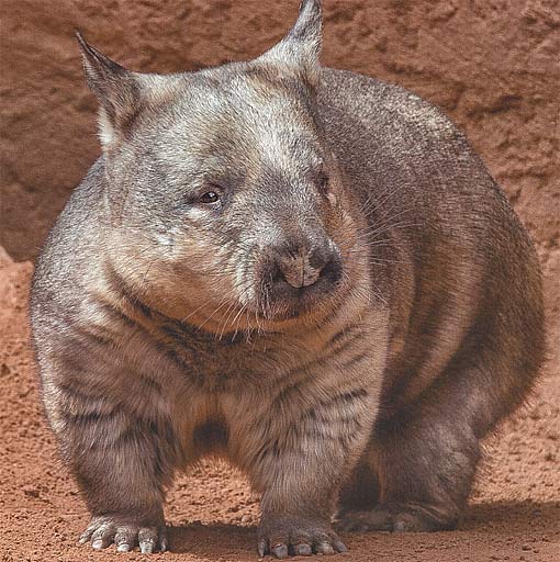 Strange_Animals's tweet photo. The northern hairy-nosed wombat is a critically endangered wombat that can weigh up to 40kg! #WorldWombatDay https://t.co/NdztNUHZcs