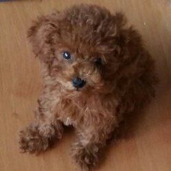 mysupergorgeous's tweet photo. 고대로 쏙쏙 자랐어 우리 ���리 ㅠㅠ❤ (랜선맘 https://t.co/PJPE8ZEzR9